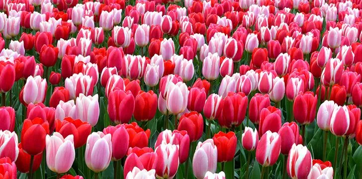 Incredible Facts about Tulips