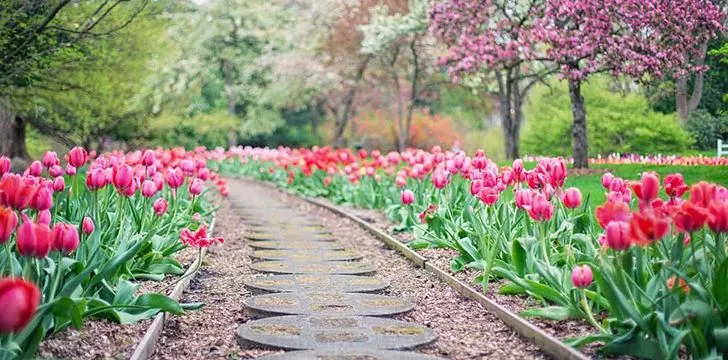 The word “tulip” is derived from the word “turban.”