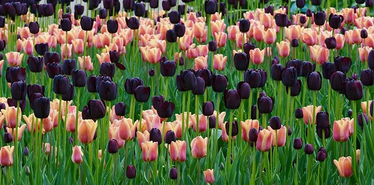 There are more than 3,000 different varieties of tulip!