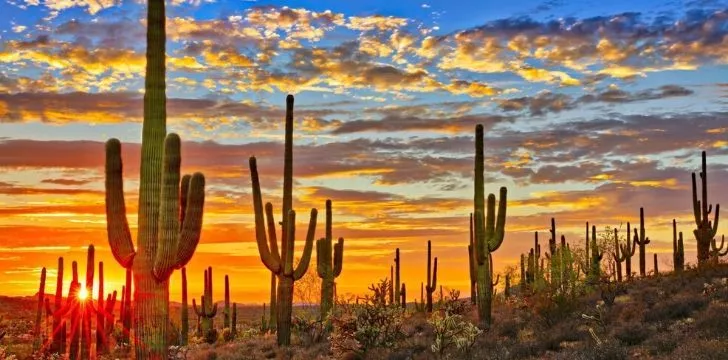 Cutting down certain cacti is a felony in Arizona