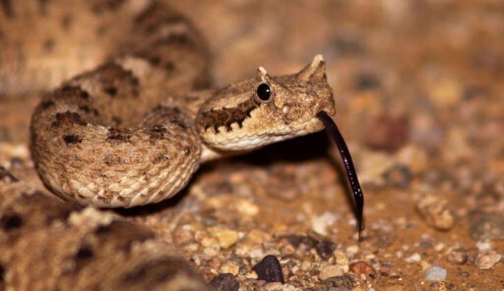 Arizona is home top many poisonous snakes