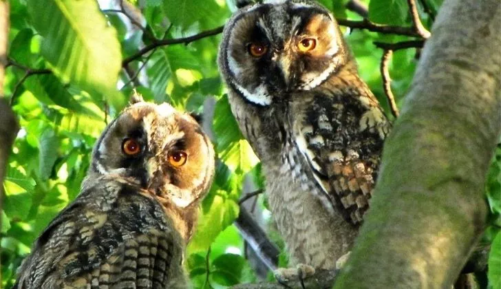 Two owls looking into the camera