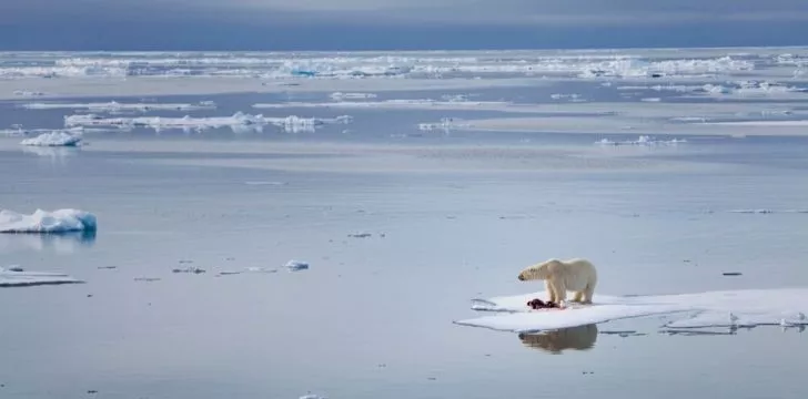 Polar bear stranded on a small floating piece of ice