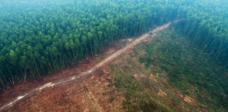 Devastating effects of deforestation