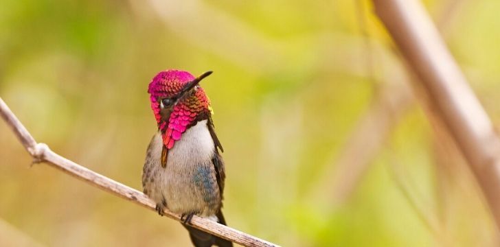 The Bee Hummingbird, the smallest bird and animal in the world only found in Cuba.