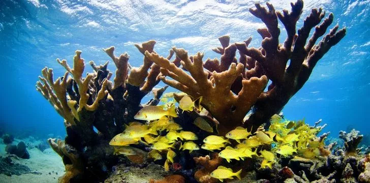 A picture showing part of a reef in Cubas waters.