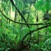 The Differences Between Forests, Woods, and Jungles.