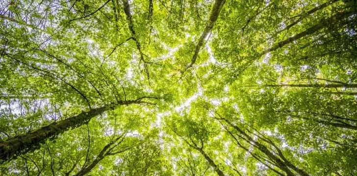 Looking up to the tree tops in a forest.