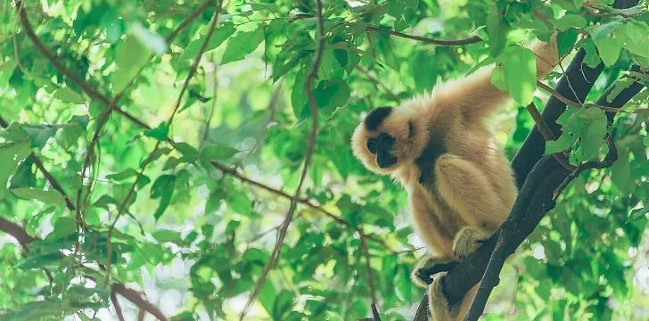 Image of a monkey on a tree in a jungle.