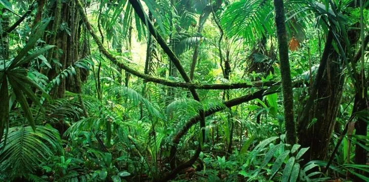 The Differences Between Forests, Woods, and Jungles.