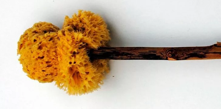 Picture of a xylogspongium which is a stick with a sponge on the end used in an ancient roman bathroom.