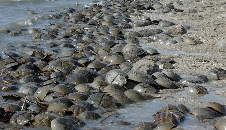 Many horseshoe crabs lined up on the beach.