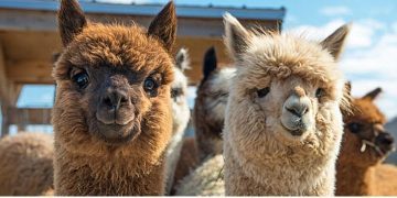 11 Likable Facts About Llamas.
