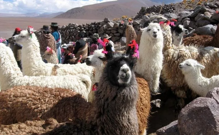 Llamas in the andes sporting colourful ribbons in their ears.