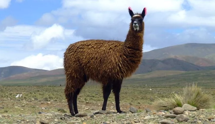 A brown llama on flat lands looking at the camera.