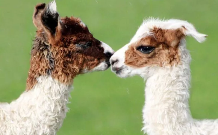 Two cute baby llamas giving each other a kiss.