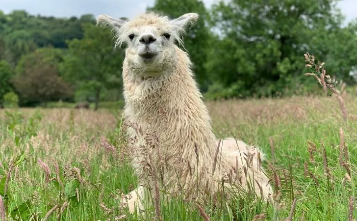 A llama sat on grass humming.