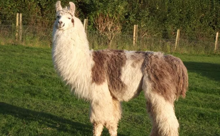 A shaggy looking llama.