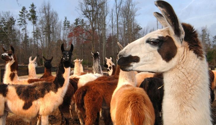 Llamas being social in a herd