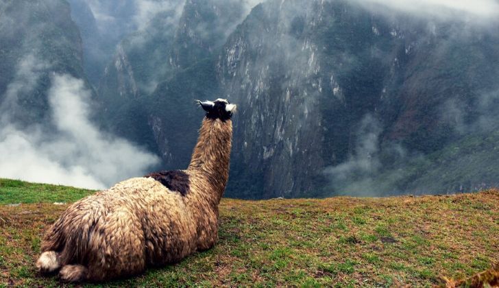 A llama looking across mountains.