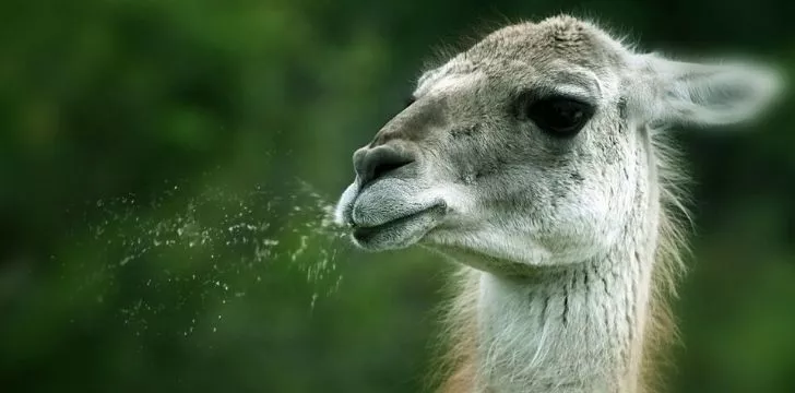 A llama spitting.