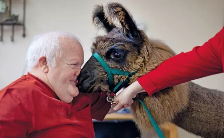A llama giving therapy.