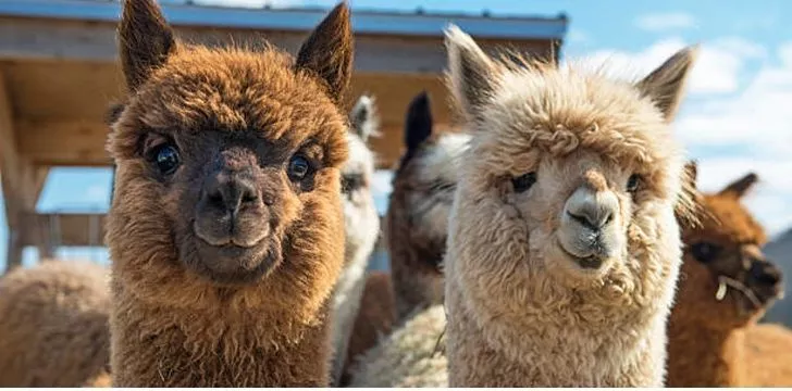 11 Likable Facts About Llamas.