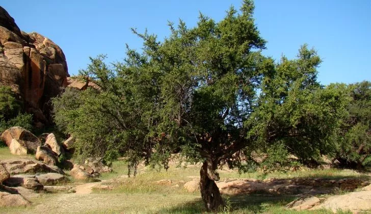 An Argan tree.