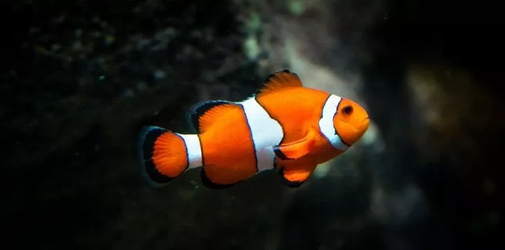 An orange and white striped clown fish