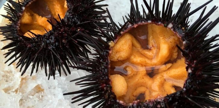 Urchin that have been prepared for people to eat