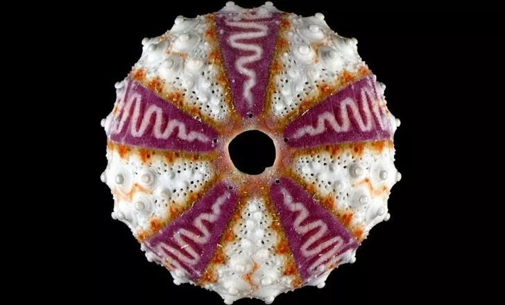 Purple and white patterned shell of urchin discovered on eBay