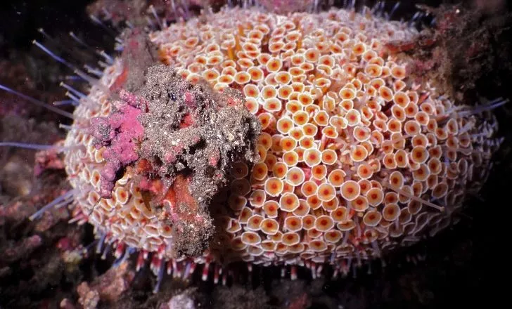 The Flower Urchin, the most toxic urchin of the seas