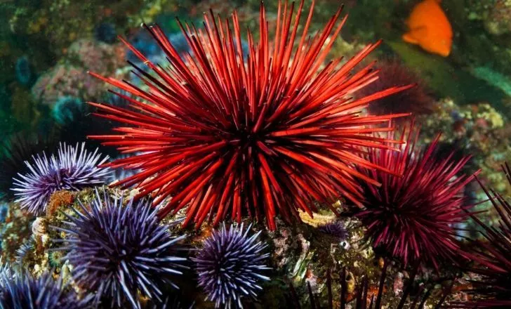 Big Red sea urchin