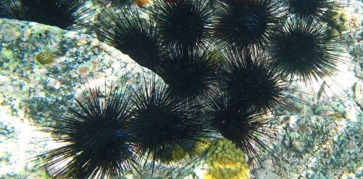 Many black sea urchins on the sea bed