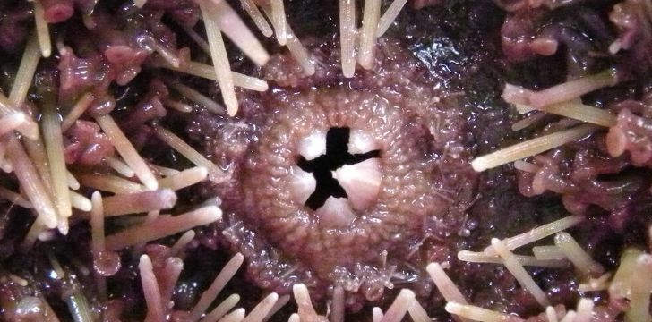 A closeup of a sea urchin's five teeth