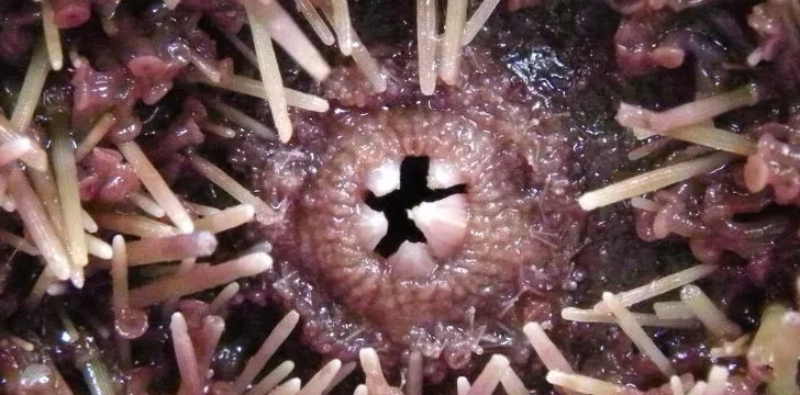 A closeup of a sea urchin's five teeth