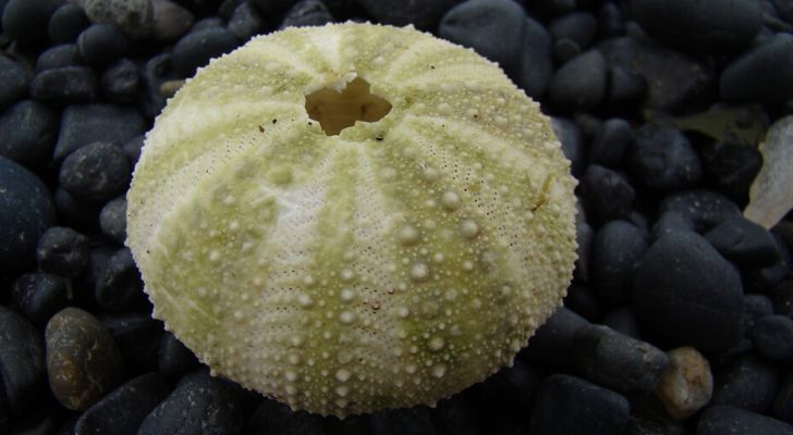 Sea urchin 'test' shell