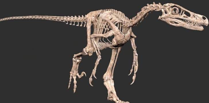 Un modèle squelette Velociraptor.