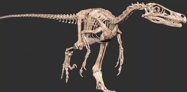 A Velociraptor skeleton model.