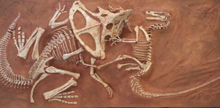 Fossile Velociraptor combattant un autre dinosaure.