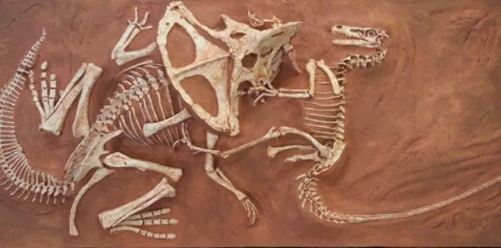 Velociraptor fossil fighting another dinosaur.
