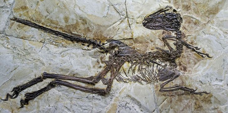 Velociraptor fossil in stone.