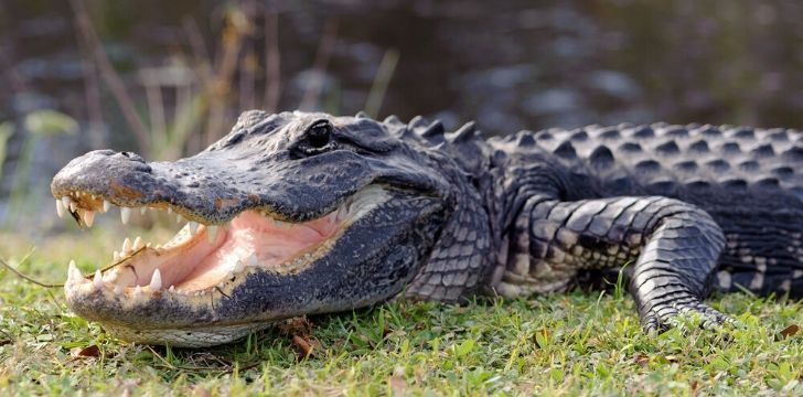 An alligator with it's mouth open