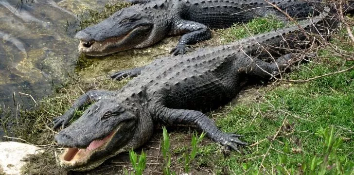 Two crocodiles lying on grass