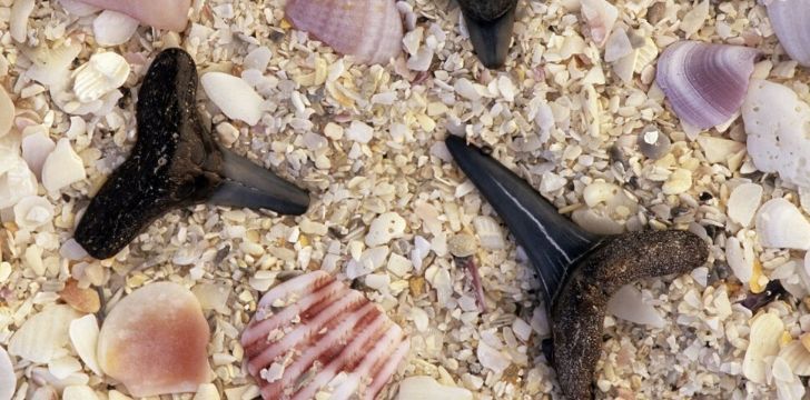 Shark teeth found on Florida's beaches