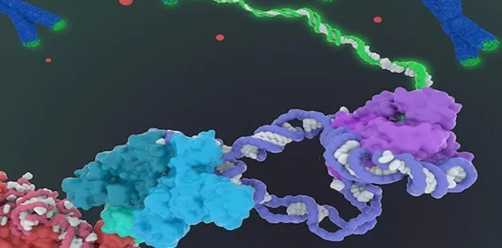 A picture showing the enzyme telomerase