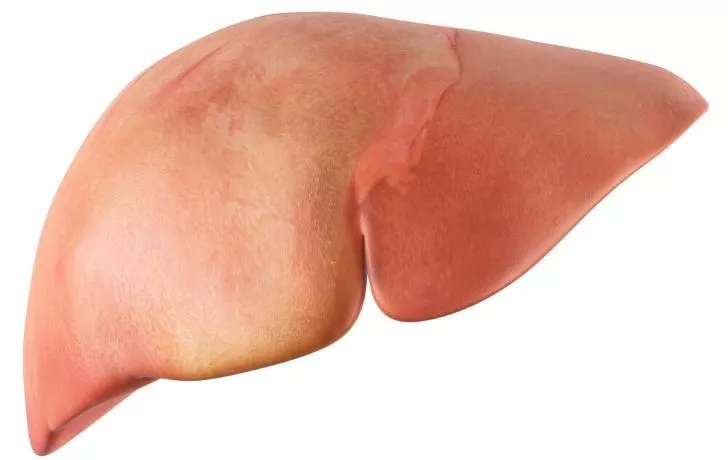 The liver is a big organ