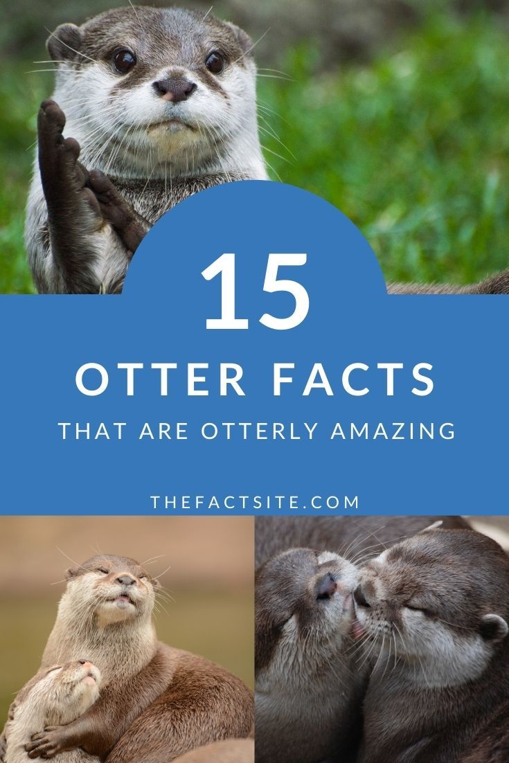 15 Otter Facts That Are Otterly Amazing