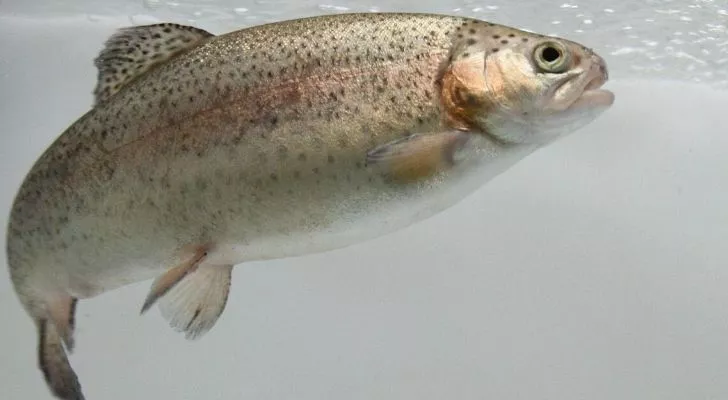 A rainbow trout on its own