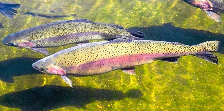 10 Fishy Facts About Rainbow Trout - The Fact Site